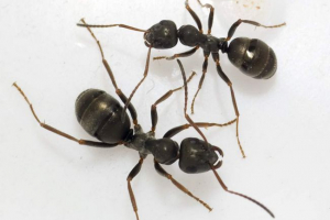 Šumski mravi opis, foto i video kukci